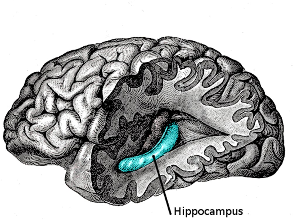 Il cervello umano visto di lato, con l’ippocampo evidenziato in azzurro