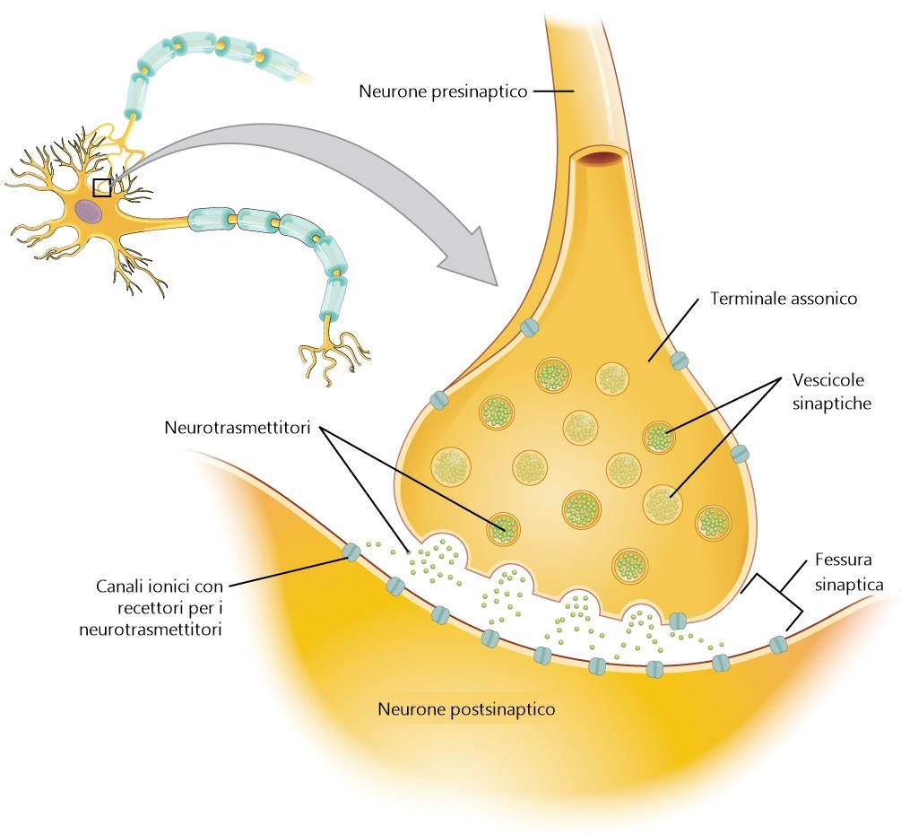 Schema di una sinapsi con etichette in italiano: le vescicole del neurone presinaptico rilasciano neurotrasmettitori nella fessura sinaptica, verso i recettori del neurone postsinaptico