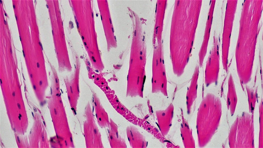 Capillare pieno di globuli rossi tra fibre muscolari al microscopio