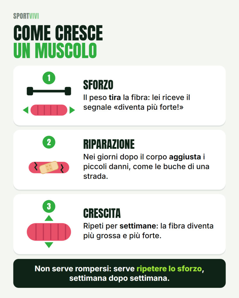 Infografica: come cresce un muscolo in tre passi, sforzo, riparazione e crescita